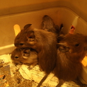 デグーさん（10月10日生まれ）