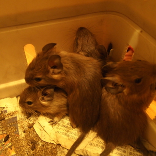 デグーさん（10月10日生まれ）