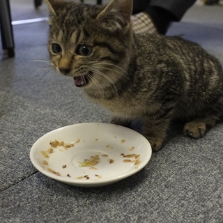 子ネコの飼い主募集