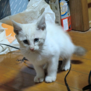 緊急！子猫姉妹の里親さんを探しています