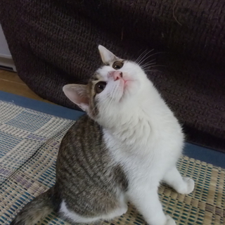 まんまるお目目のかわいいうずらちゃん