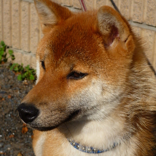 柴犬の桃ちゃん