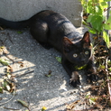 オス　超人好き　寂しがり屋　黒色胸おなかに白い部分