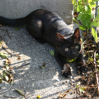 オス　超人好き　寂しがり屋　黒色胸おなかに白い部分