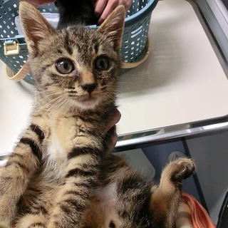 肩に飛び乗ってくる キジの子猫さん