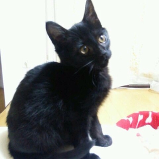 ひざ乗り子猫　くろちびちゃん♂