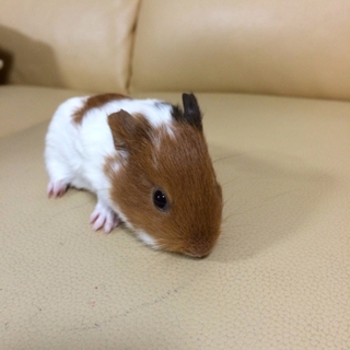 訳あって