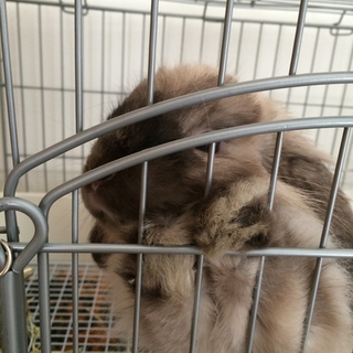 【停止中】甘えん坊の良い子です。