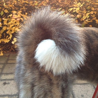 おとなしくて人間が大好きな秋田犬の虎印（メス）