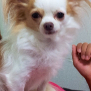 置き去りのわんこ達