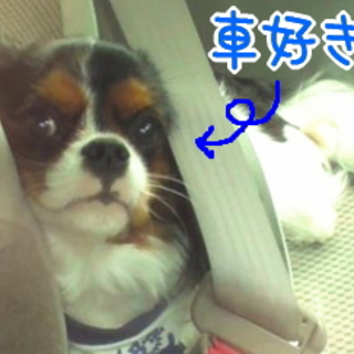 小さめ避妊済のキャバリア♀です