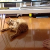 茶トラの可愛い猫の里親募集しています。 サムネイル2