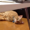 茶トラの可愛い猫の里親募集しています。 サムネイル3