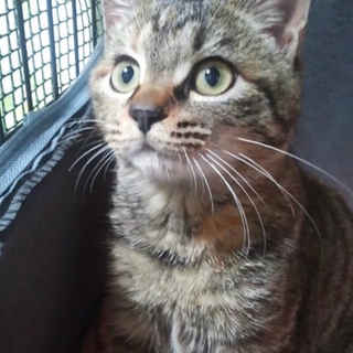 可愛い猫ちゃんの里親さん募集！