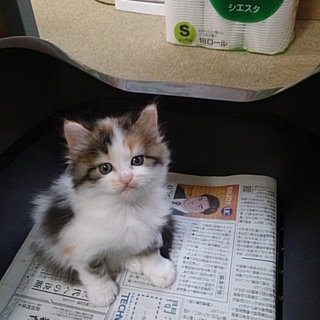 三毛猫ちゃん