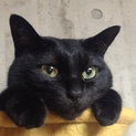 遊ぶことが大好きな人懐こい黒猫です！