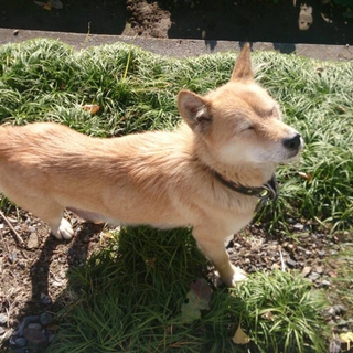 親犬の里親募集