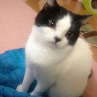 甘えん坊なｽｺﾃｨｯｼｭ