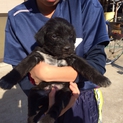 子犬10/23生まれ、飼ってくださる方募集です！