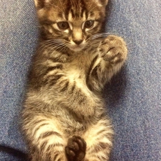 元気で明るい子猫はいかがですか？
