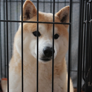 8才の血統書付きの柴犬の里親募集