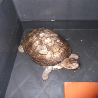 アフリカヌマヨコクビガメ　里親募集