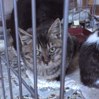 子猫の里親になって下さる方を探しています！