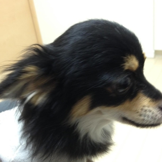もうすぐ1歳になるチワワの里親募集です。