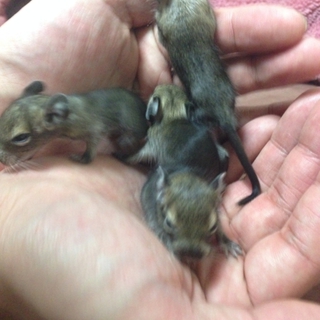 チビデグー