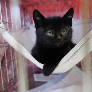 くろねこくりりん・人が大好き