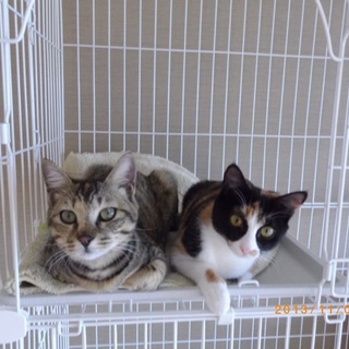 可愛い子猫姉妹の里親募集中