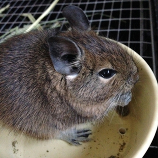子デグー里親決定しました！