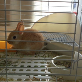 ミニうさぎの里親様を募集します。