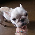 可愛いフレンチブルドック
