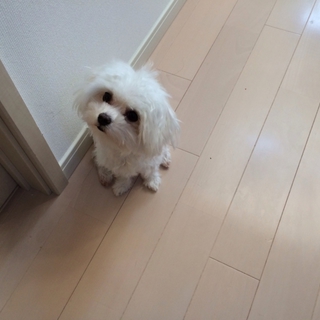 抱っことこたつが大好きです！