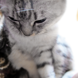 猫　一歳ぐらい。
