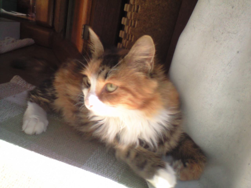 里親募集します 長毛種サ 千葉県 猫の里親募集 ペットのおうち 月間利用者150万人