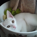 【急募】白い天使なメス猫ちゃん。人懐こい子です＾＾