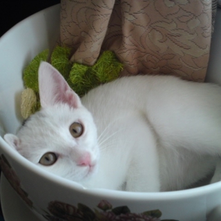 【急募】白い天使なメス猫ちゃん。人懐こい子です＾＾