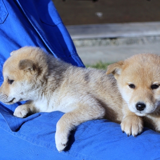 子犬が２匹迷いこんできました。