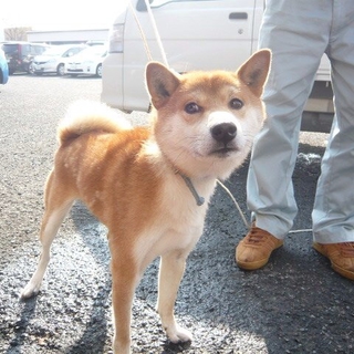 熊本県 有明保健所にいる子です