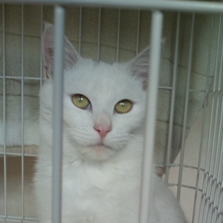 アランくん。白の男の子。４か月。