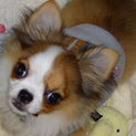 チワワの子犬里親募集です。