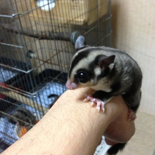 フクロモモンガ♂の里親募集