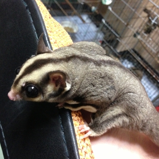 フクロモモンガ♀の里親募集