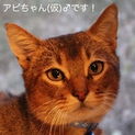 アビシニアンの男の子♡里親様決定しました！