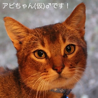 アビシニアンの男の子♡里親様決定しました！