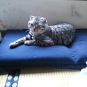 急募！里親を探しています