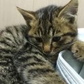 よろしくお願いします＿|￣|○