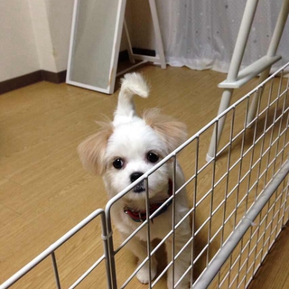 イチゴの親里になってくれる方募集中です。